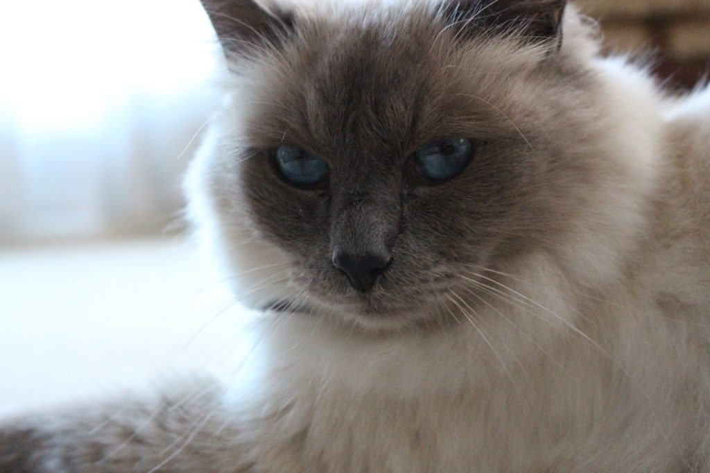 Amazing blue-eyed Birman cat 