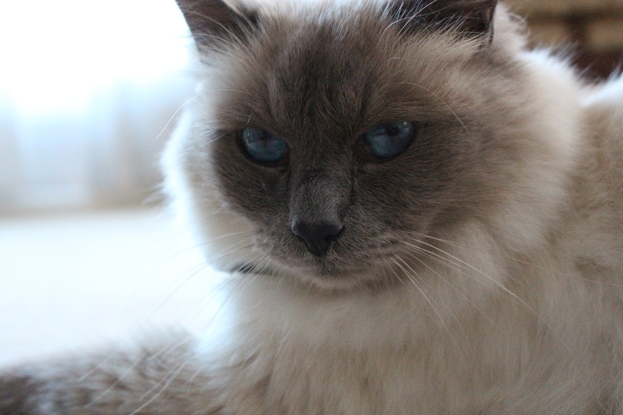 Birman Cat Colors