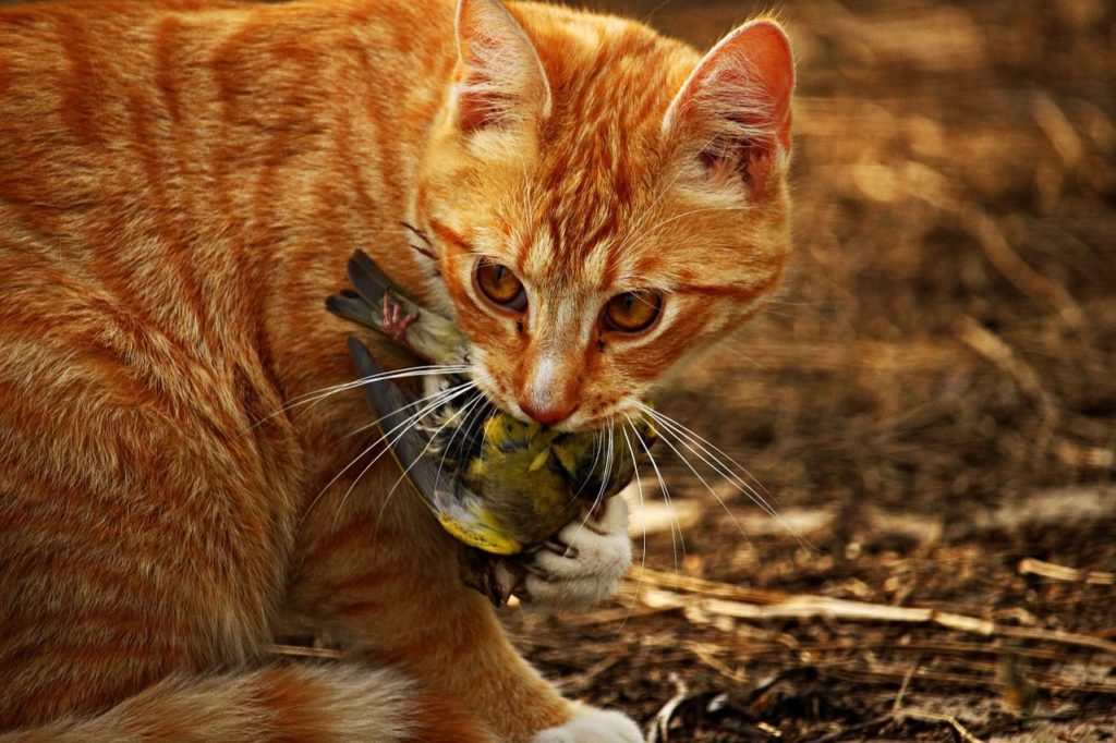 Ginger cat has just caught a bird