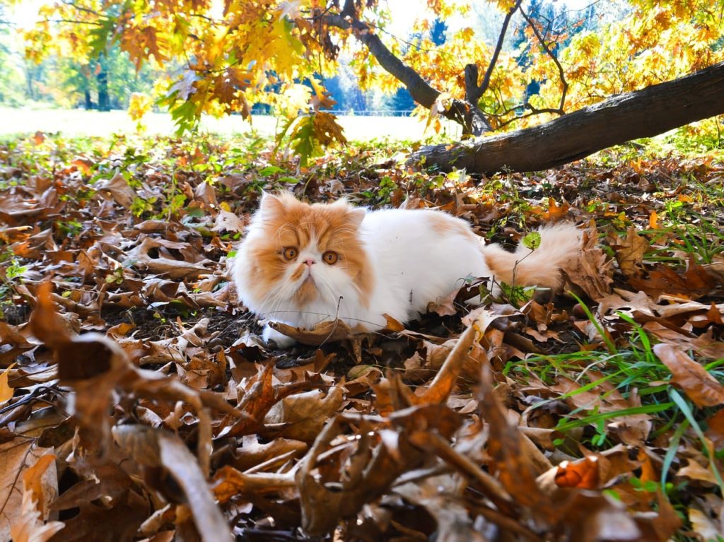 White and ginger Persian cat