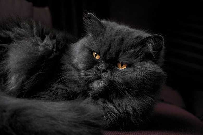 information about persian cats