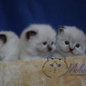 ragdoll-kittens