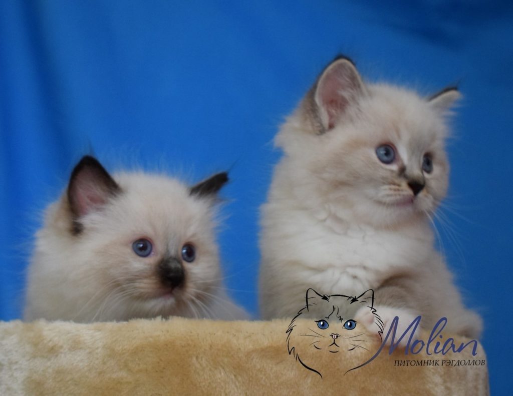 Pictures of two amazing Ragdoll kittens