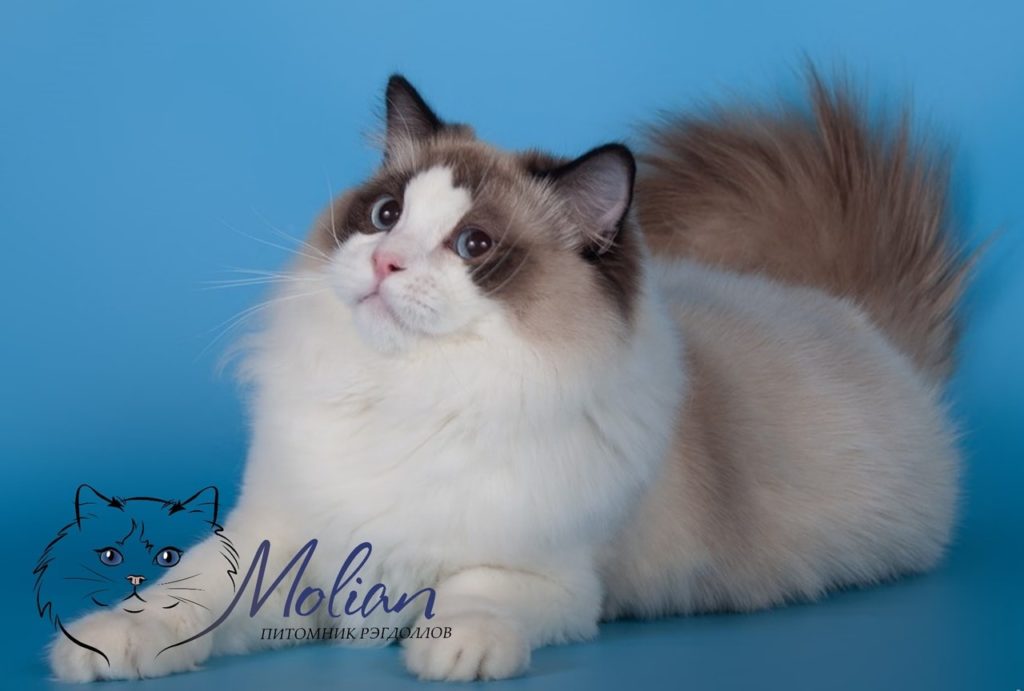 Ragdoll cat colors