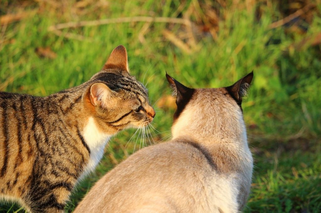 Siamese and other pets