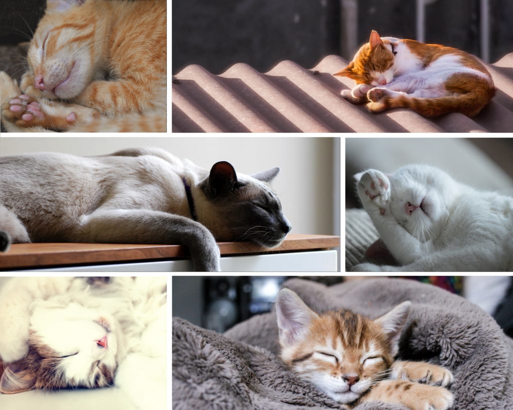 Sleeping cats and kittens in various positions and places