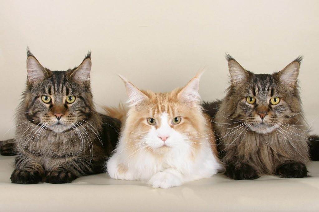 Three lying Maine Coons of different colours