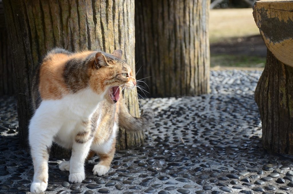 A cat that is growling because it is afraid of someone 