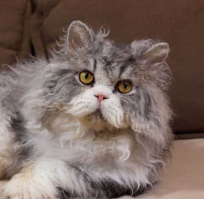 curly coated selkirk rex