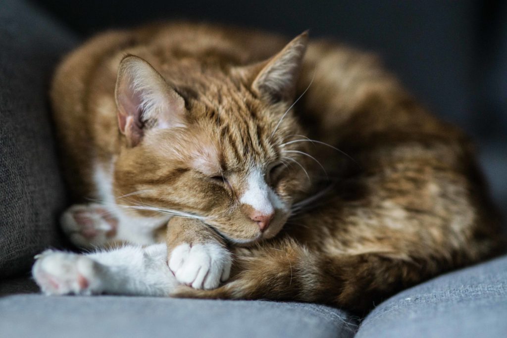 Amazing picture of a cat that is sleeping