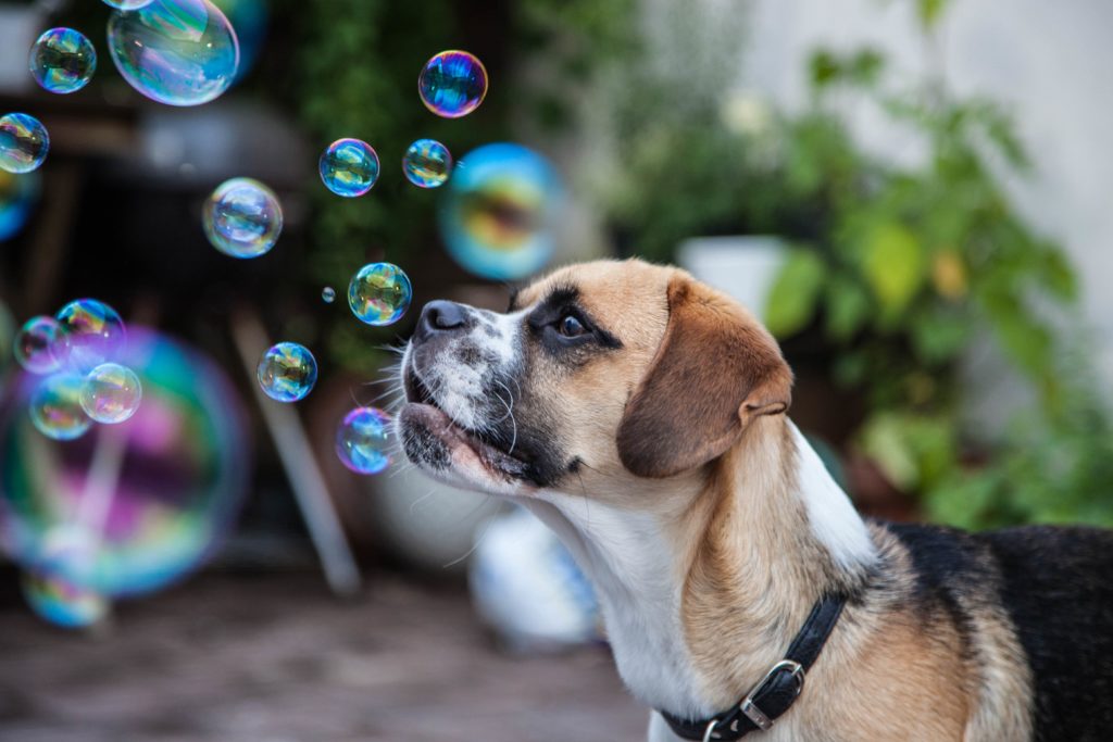 The photo of the dog Emil who is lookng at soap bubbles