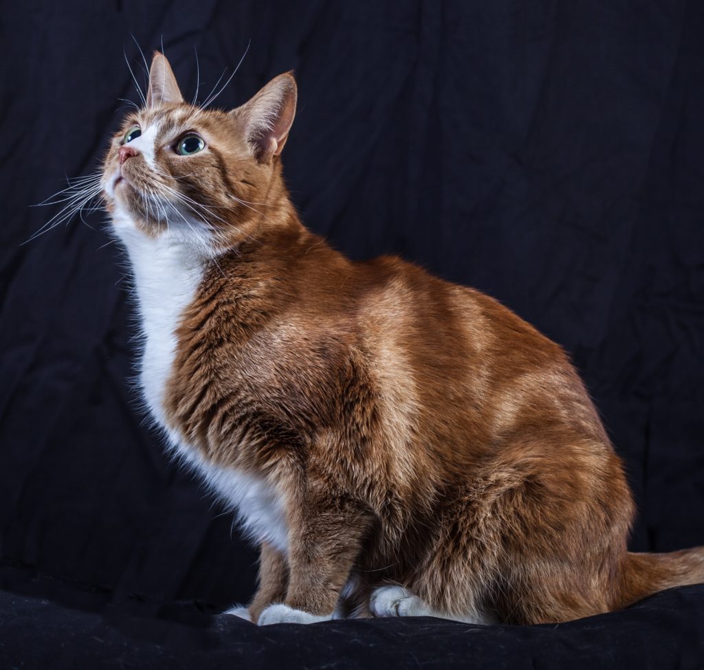 A professional photo of a cat , that is taken at the right moment
