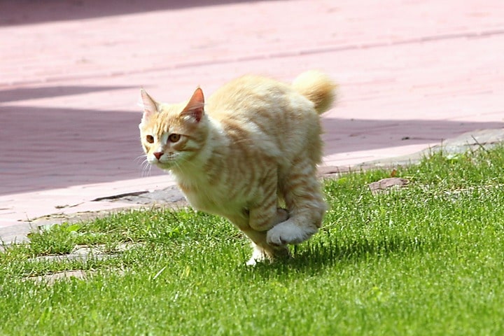 Ginger bobtail cat that is running 