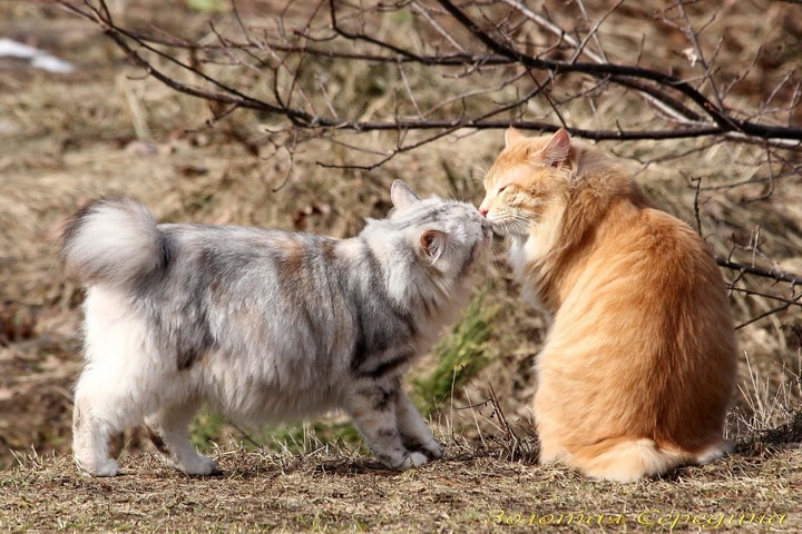 Ginger and Grey kurilian bobtails with different tails