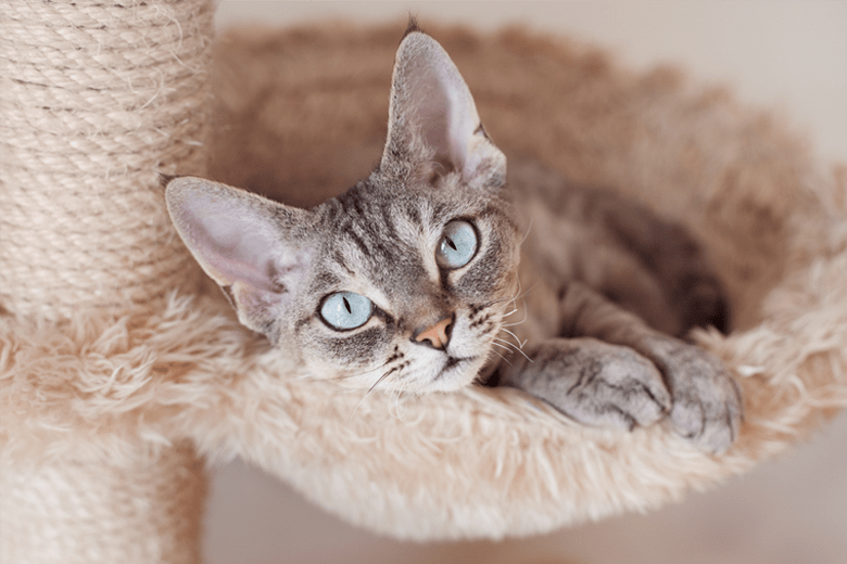 Cat Hammocks What Every Owner Should Know Meowpassion