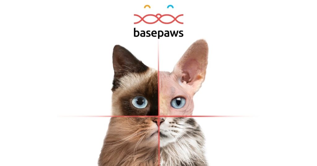 Basepwas DNA tests for cats to understand genetics