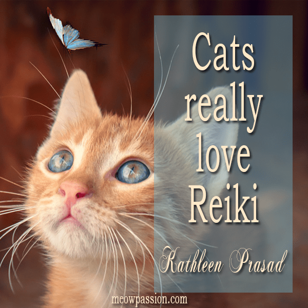 Quote by Kathleen Prasad about cats who love Reiki