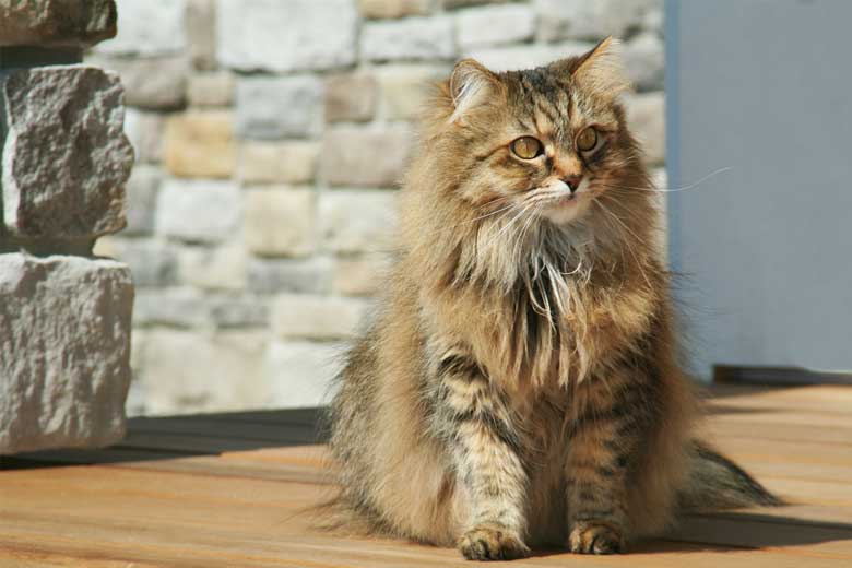 What Causes A Cat Fur To Turn Grey [Revealed]