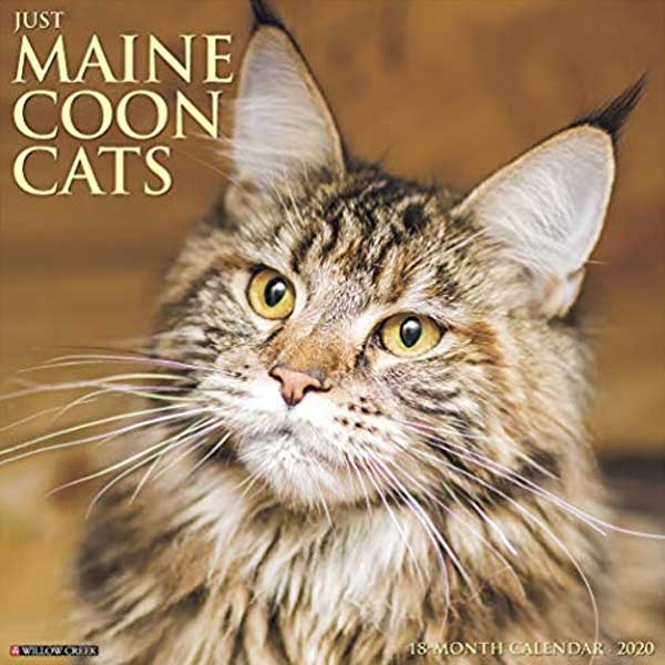 maine coon cats calendar by Willow Creek Press 