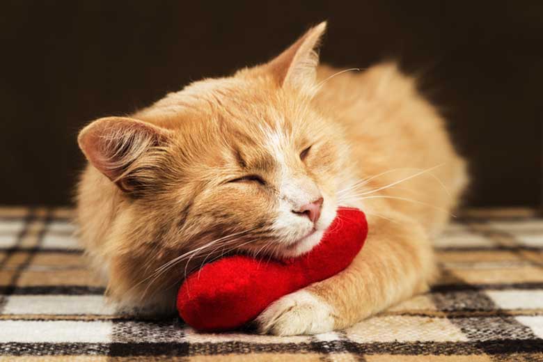 Valentine Gifts for Cat Lovers, Owners and Cats - meowpassion