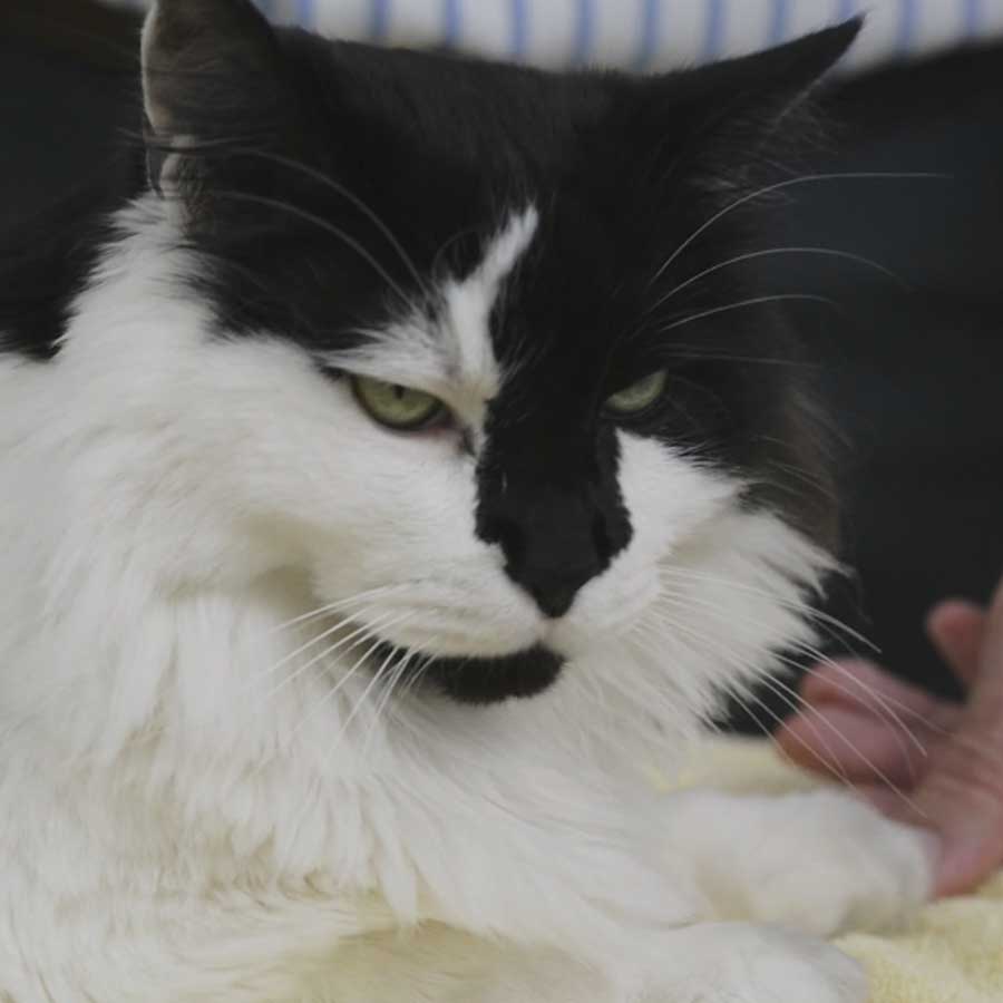 A black and white cat named Lancelot who is one of the cats of Dr. Uri Burstyn