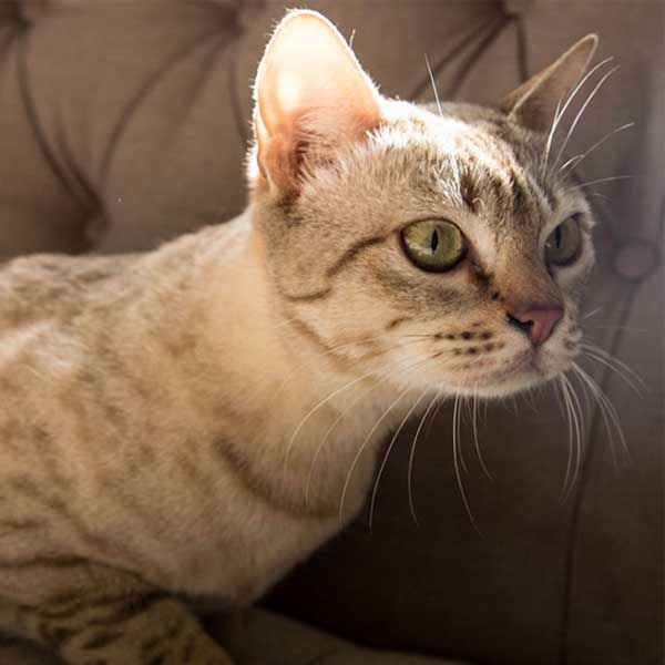 Astralian mist adult cat