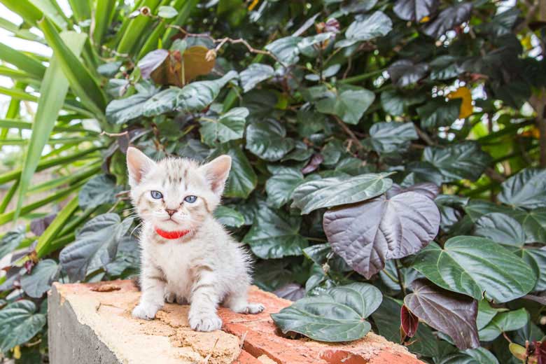 25 Best Photos Australian Mist Cat Names : Australian Mist Cutemeows
