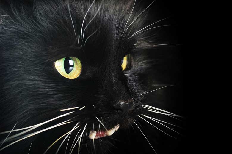 Twofaced sphynx cat in dotwork by Linn  Tattoos