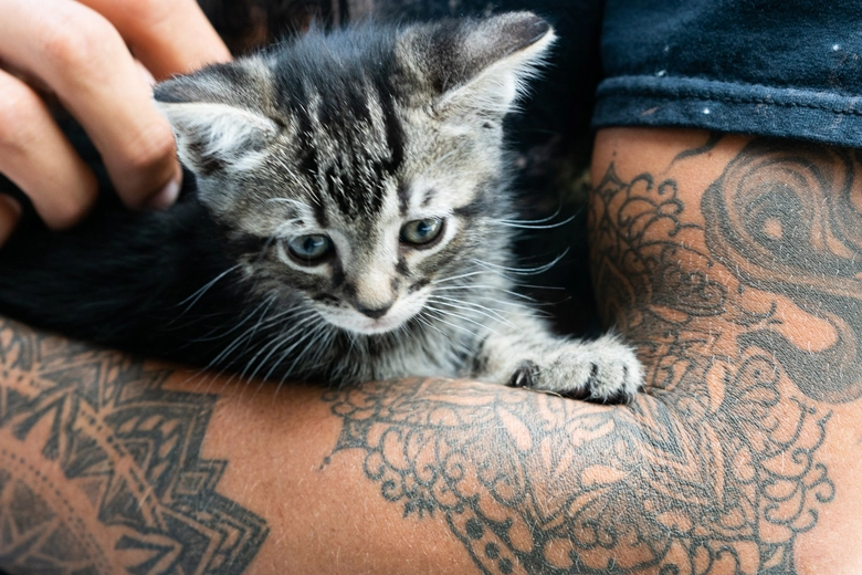 https://meowpassion.com/wp-content/uploads/2020/03/cat-tattoo.webp