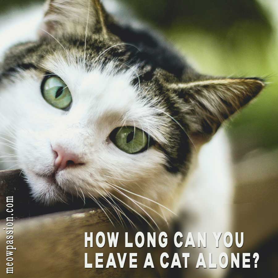 A cat that is staying alone at home 