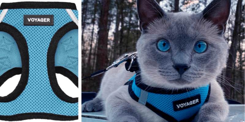 A can in a blue harness