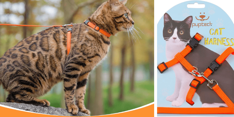 A cat in a orange harness
