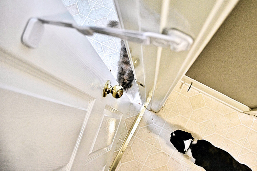 The black and white dog who can't reach a grey cat because of the cat proof  door