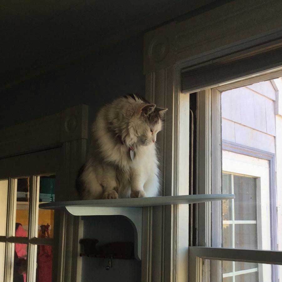 A white fluffy cat sitting on cat window perch designed by AarogoraCatFurniture 