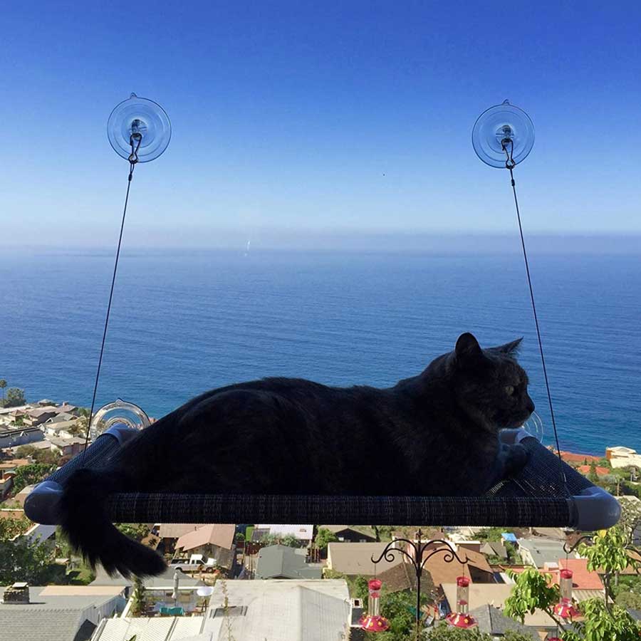 A grey cat who is resting on the cat window perch near warm and sunny seaside