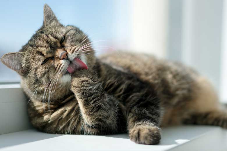 19 Best Cat Window Perches Meowpassion
