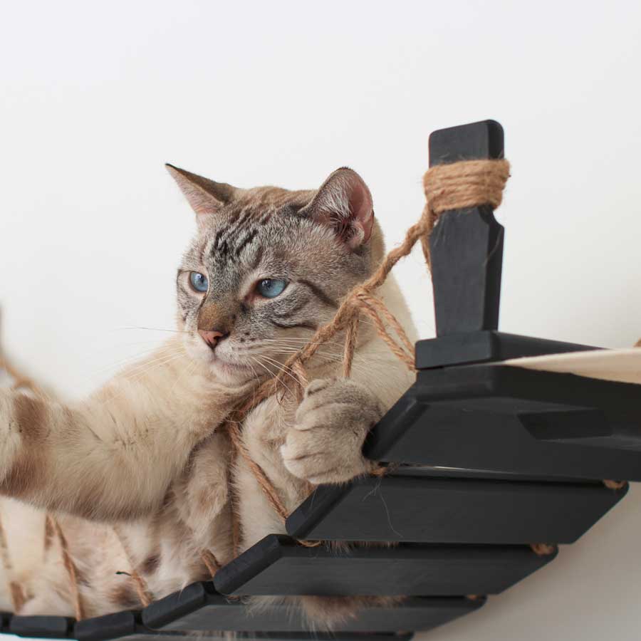 A large cat is observing surrounding from wall perch 