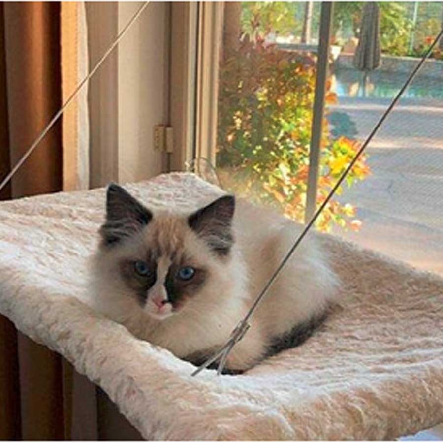 A curious small cat who is lying on cat window perch