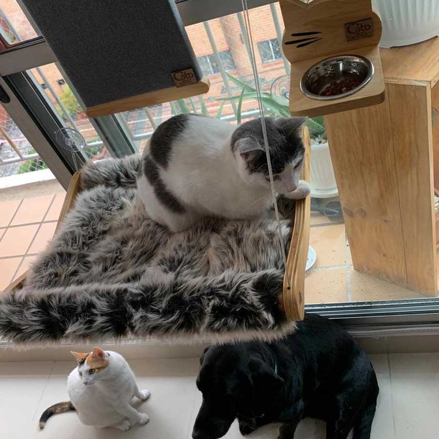 A cat is sitting on luxury cat window perch accompanied by other pets