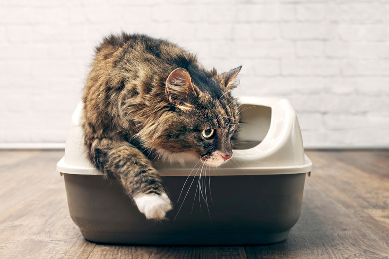 best cat litter mat