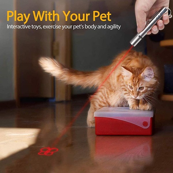 A ginger kitty is playing with butterfly pattern on laser pointer