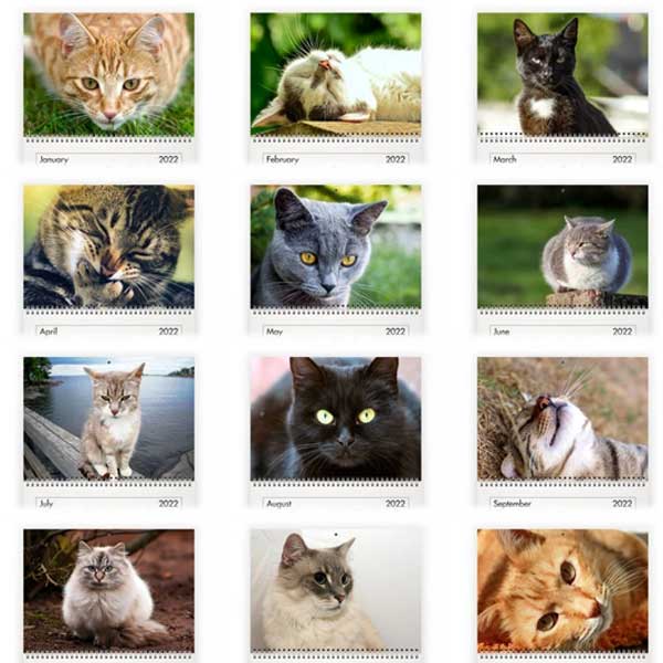 12 cats of diffrenect breeds 