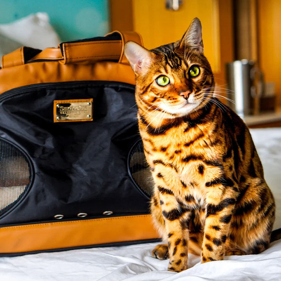 A bengal kitty sitting near a bag