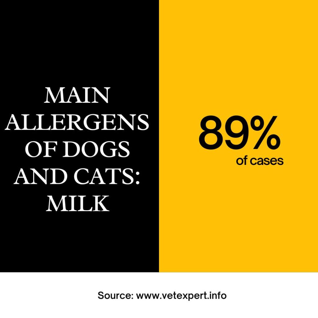 Black and orange data saying milk is one of the most common allergens of cats