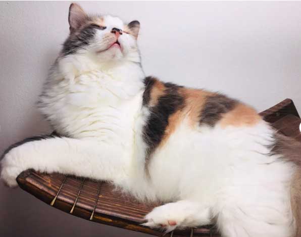 a colofrul kitty is relaxing on wall shelf produced by felinekingdom brand