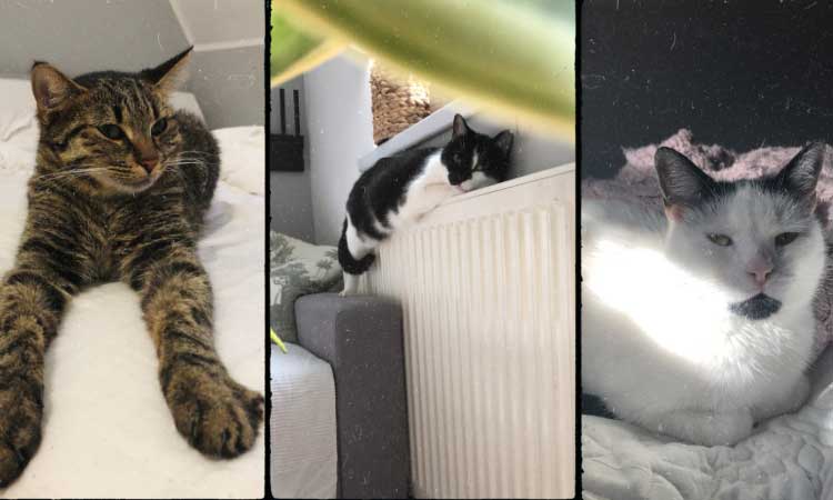 three cats are sleeping and napping in the bed and radiator 