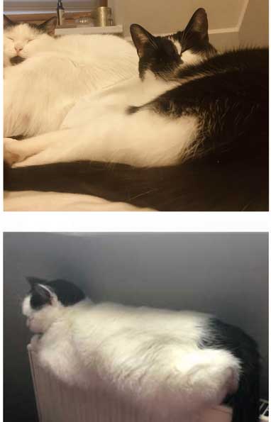 Three black and white sleeping cats 