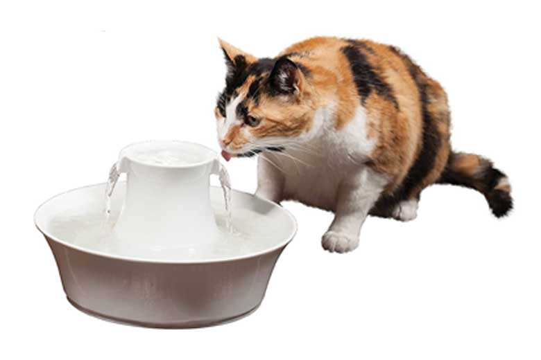 Drinkwell cat drinking fountain