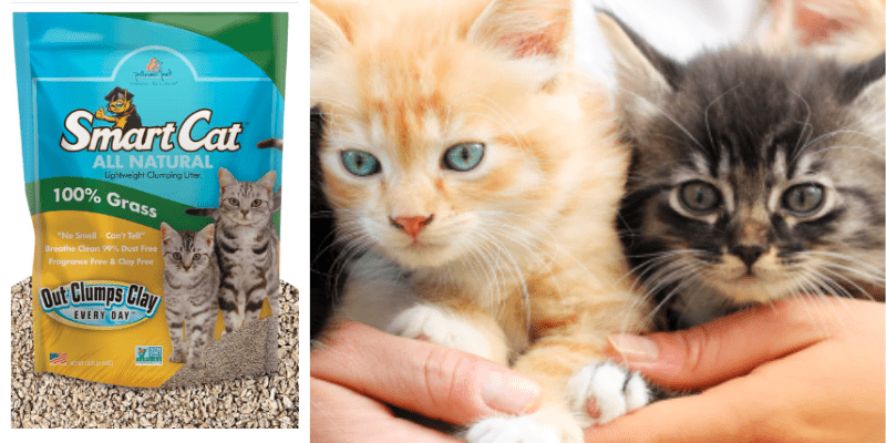 SmartCat grass cat litter and kittens 